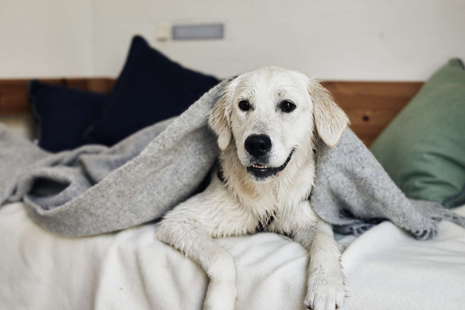Upptäck Danmark - Med din hund