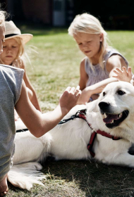 Practical Tips for Travelling with Dogs in Denmark