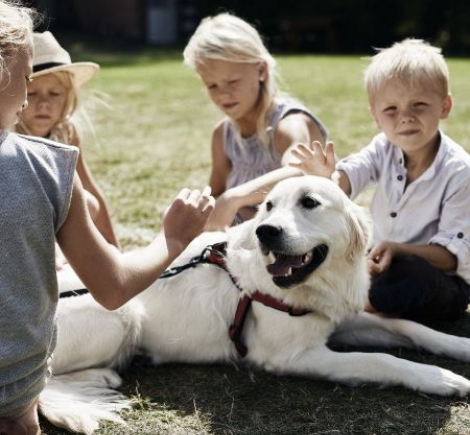 Tag din hund med på ferie hos Danhostel 