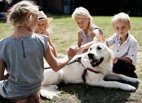 Practical Tips for Travelling with Dogs in Denmark