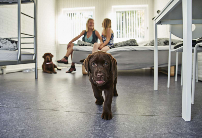 Dog-Friendly Holiday Ideas in Denmark