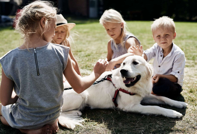 Practical Tips for Travelling with Dogs in Denmark