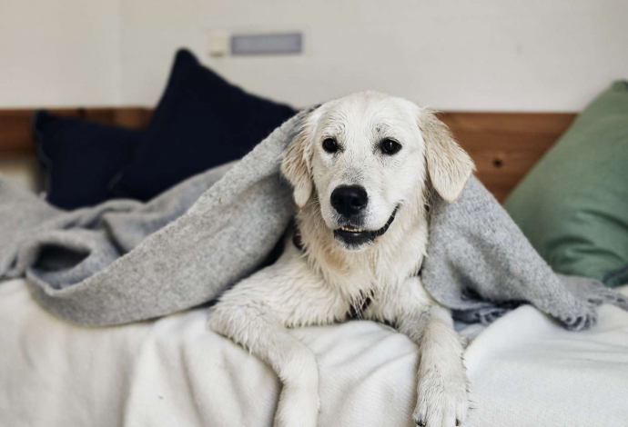 Take Your Dog on Holiday in Denmark