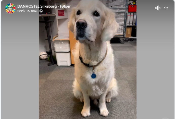 Hostel hunden Charlie