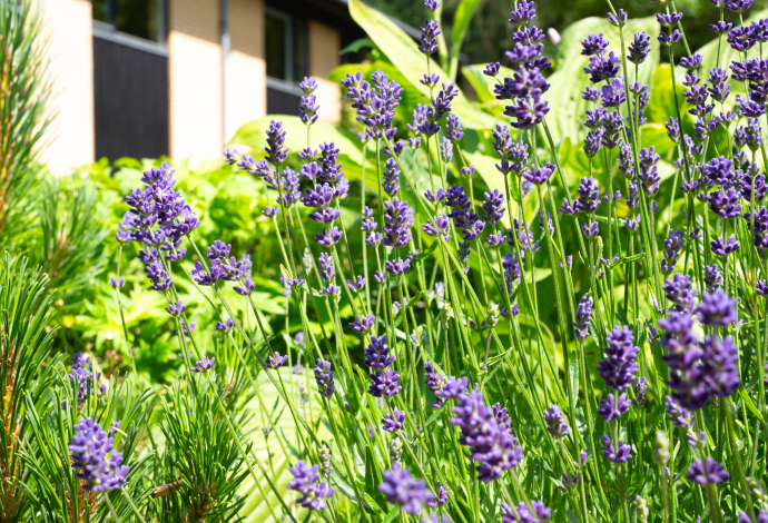 Danhostel Viborg kursus