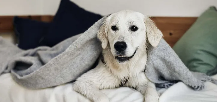 Upptäck Danmark - Med din hund
