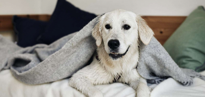 Upptäck Danmark - Med din hund