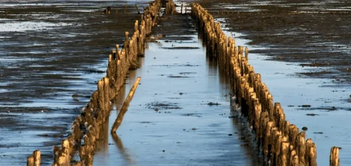 UNESCO World Heritage Sites i Denmark - Vadehavet, vestjylland
