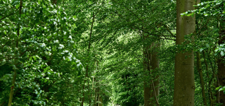 Walk the Historic Hærvejen Route Through Jutland